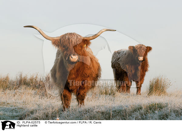 Highland cattle / FLPA-02575