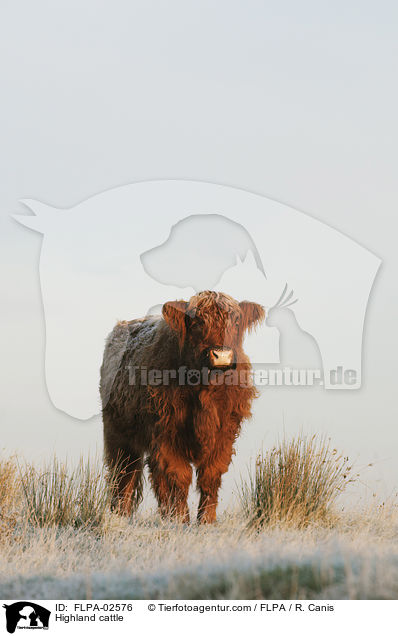 Highland cattle / FLPA-02576