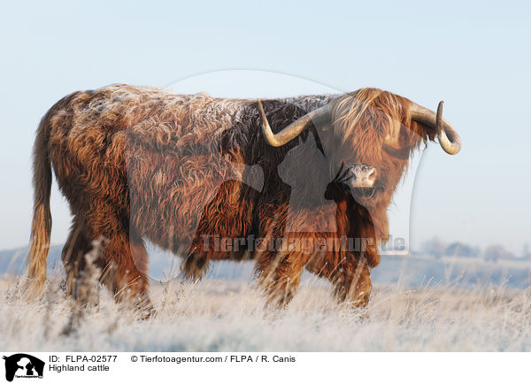 Hochlandrind / Highland cattle / FLPA-02577