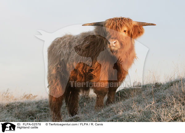 Highland cattle / FLPA-02578