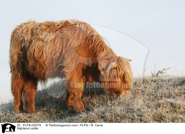 Highland cattle / FLPA-02579