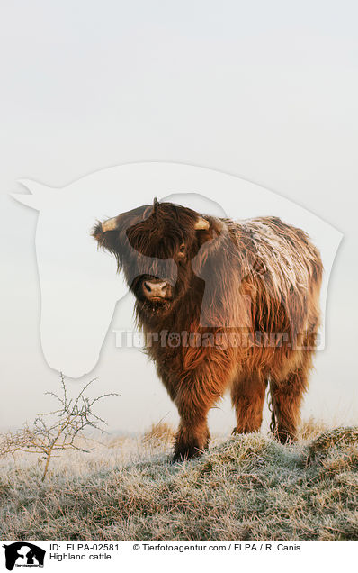 Highland cattle / FLPA-02581