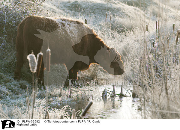 Highland cattle / FLPA-02582