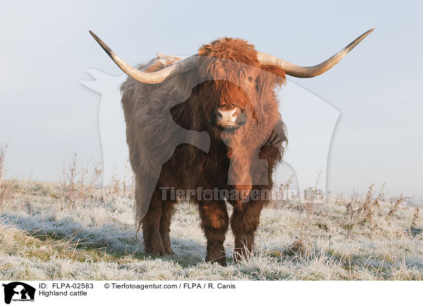Highland cattle / FLPA-02583