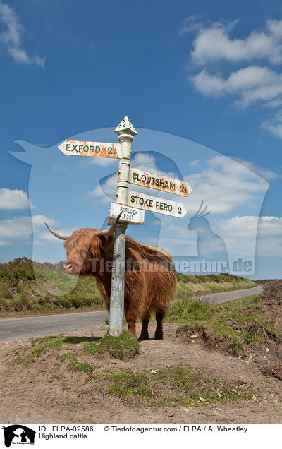 Hochlandrind / Highland cattle / FLPA-02586