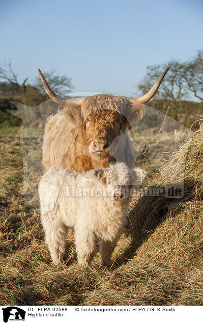 Highland cattle / FLPA-02588