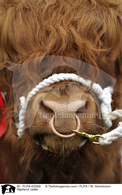 Hochlandrind / Highland cattle / FLPA-02589