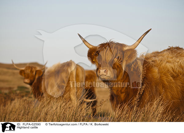 Highland cattle / FLPA-02590