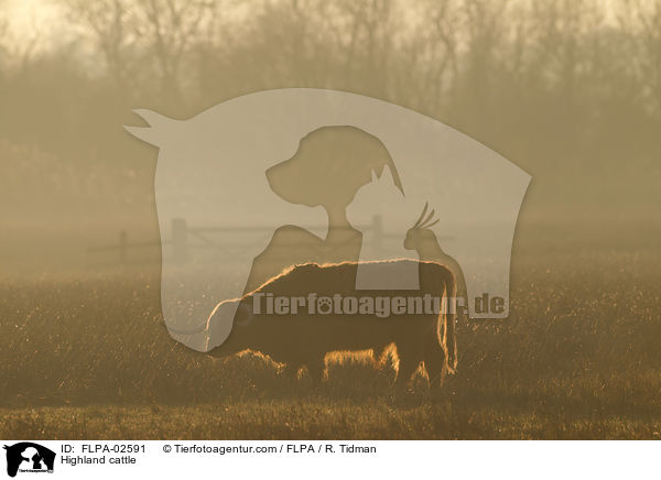 Hochlandrind / Highland cattle / FLPA-02591