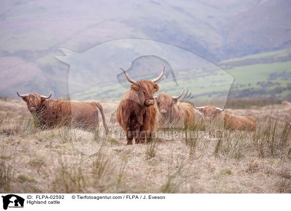 Hochlandrinder / Highland cattle / FLPA-02592