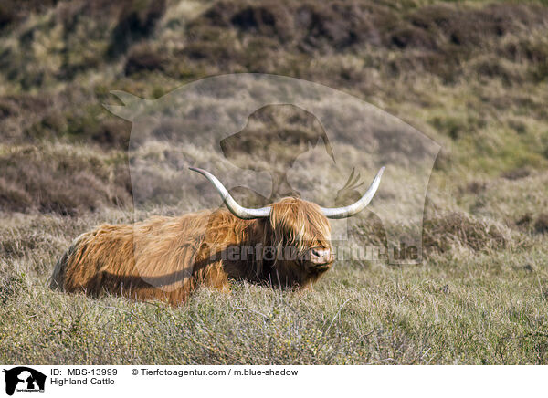 Highland Cattle / MBS-13999