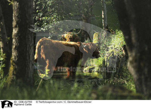 Highland Cattle / CDE-02760