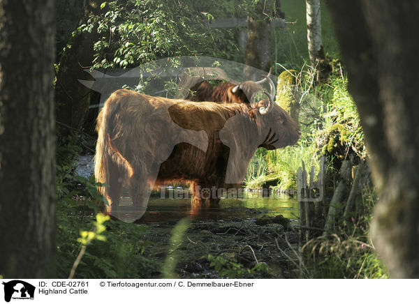 Schottische Hochlandrinder / Highland Cattle / CDE-02761