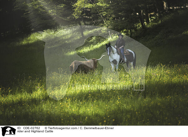 Reiter und Schottisches Hochlandrind / rider and Highland Cattle / CDE-02762