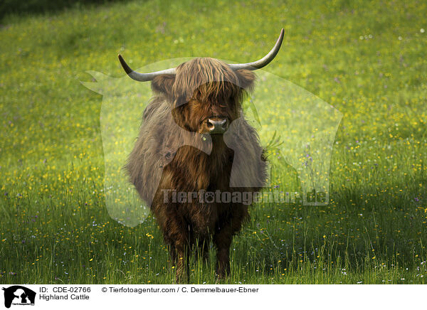 Highland Cattle / CDE-02766