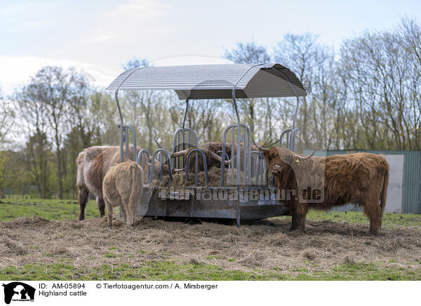 Hochlandrinder / Highland cattle / AM-05894