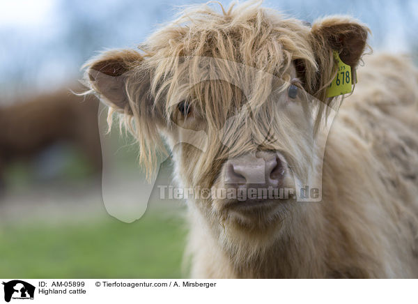 Highland cattle / AM-05899
