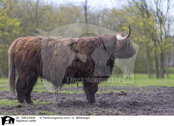 Highland cattle / AM-05906