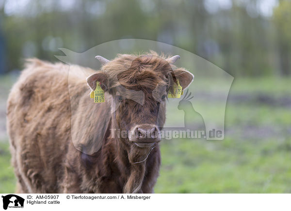 Highland cattle / AM-05907