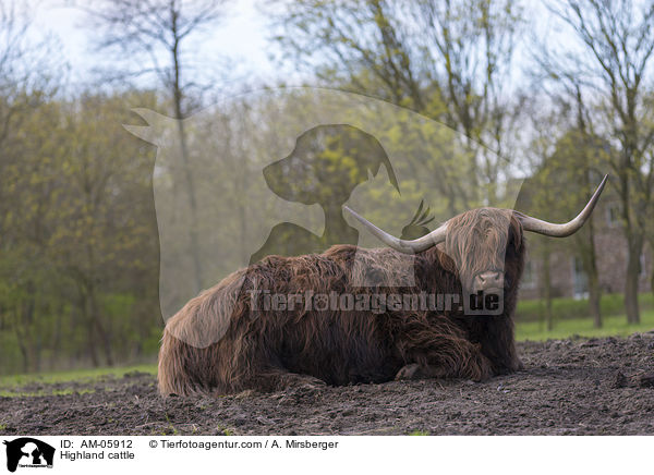 Highland cattle / AM-05912