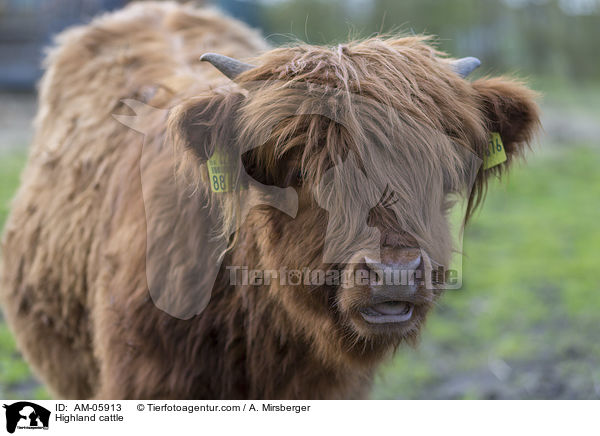 Highland cattle / AM-05913