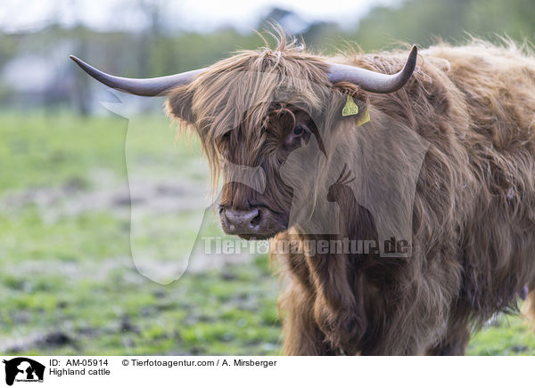Highland cattle / AM-05914