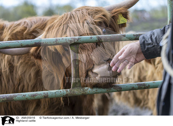 Highland cattle / AM-05916