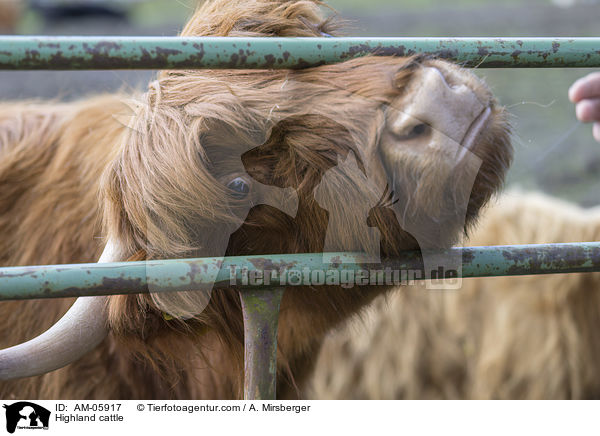 Highland cattle / AM-05917