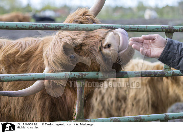 Highland cattle / AM-05918