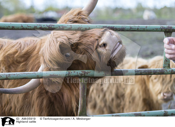 Highland cattle / AM-05919