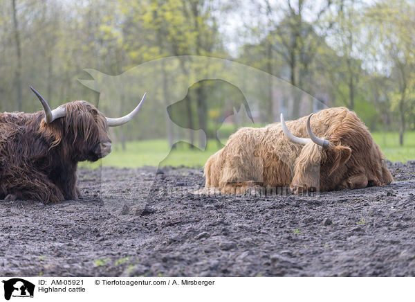 Highland cattle / AM-05921