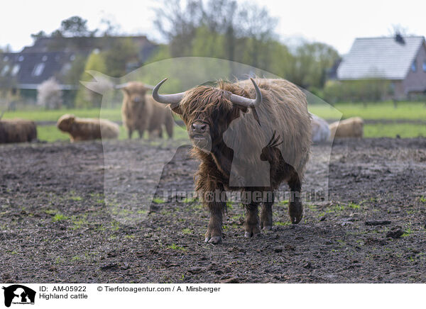 Hochlandrinder / Highland cattle / AM-05922