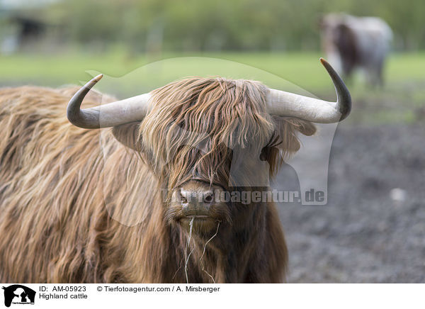 Highland cattle / AM-05923