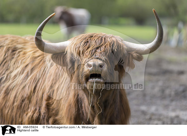 Highland cattle / AM-05924
