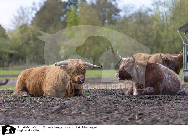 Highland cattle / AM-05925