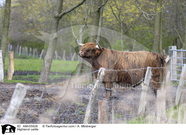 Highland cattle / AM-05926