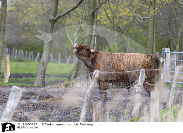 Highland cattle / AM-05927