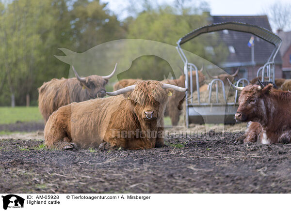 Hochlandrinder / Highland cattle / AM-05928