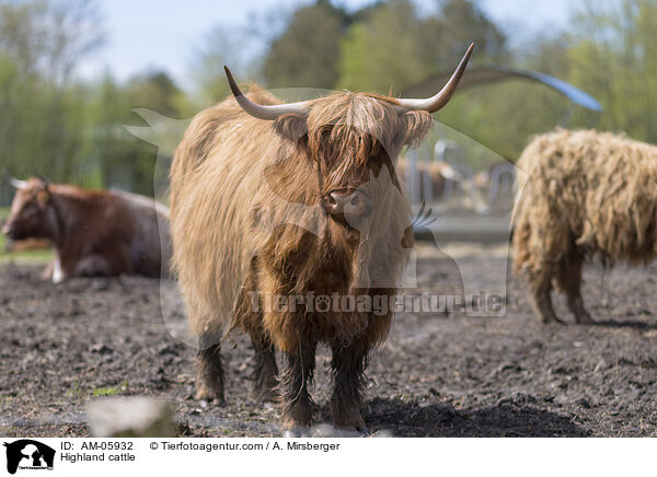 Highland cattle / AM-05932