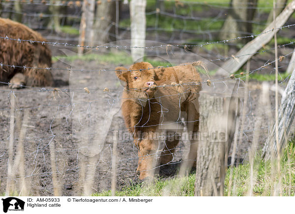 Highland cattle / AM-05933
