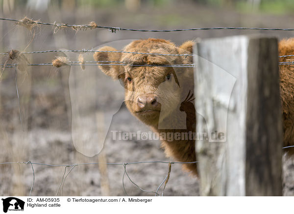 Highland cattle / AM-05935