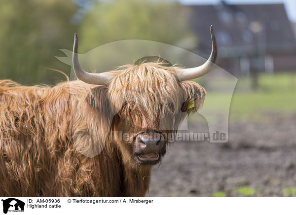 Highland cattle / AM-05936