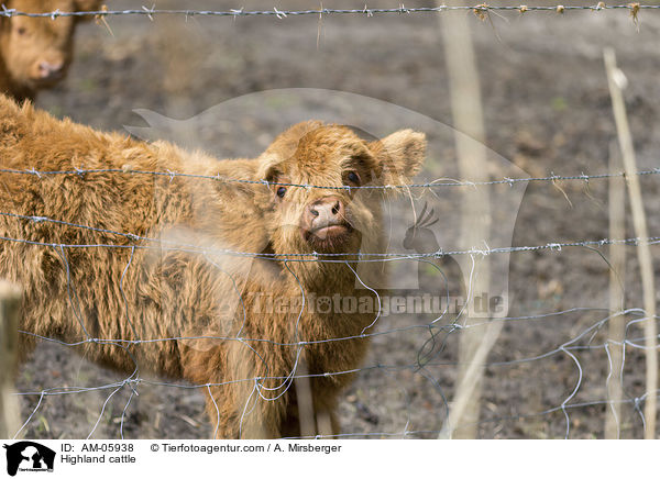 Highland cattle / AM-05938