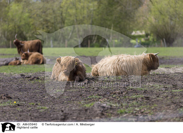 Highland cattle / AM-05940