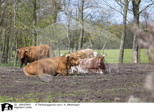 Highland cattle / AM-05941