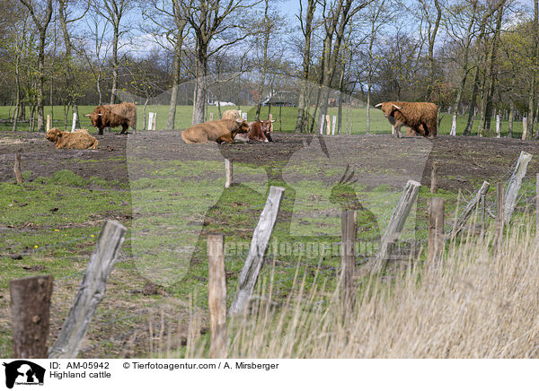 Highland cattle / AM-05942