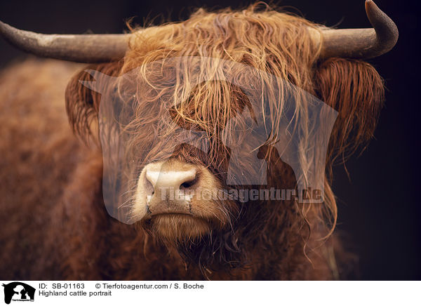 Highland cattle portrait / SB-01163