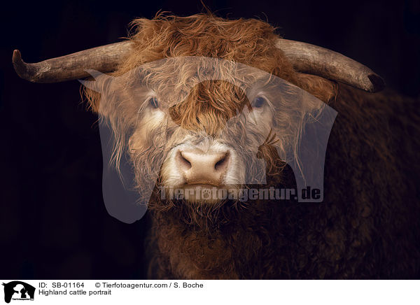 Highland cattle portrait / SB-01164