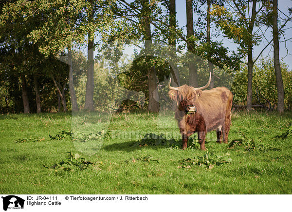 Highland Cattle / JR-04111