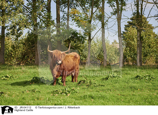 Highland Cattle / JR-04112
